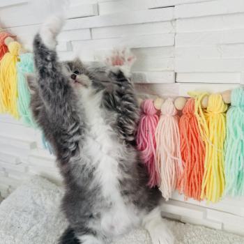 chaton Sibérien blue spotted tabby bicolor Bingo Chatterie des Nuits d'Or