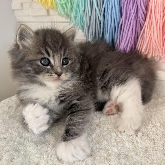 chaton Sibérien blue spotted tabby bicolor Bingo Chatterie des Nuits d'Or