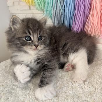 chaton Sibérien blue spotted tabby bicolor Bingo Chatterie des Nuits d'Or