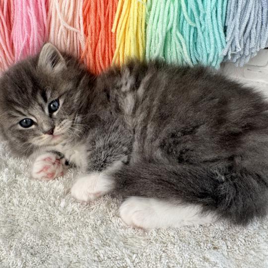 chaton Sibérien blue spotted tabby bicolor Bingo Chatterie des Nuits d'Or