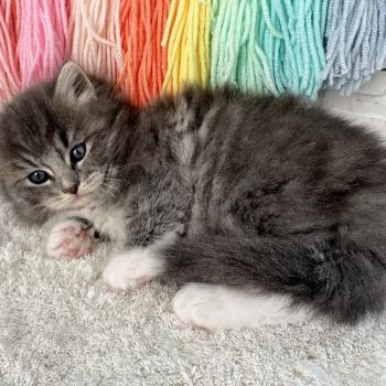 chaton Sibérien blue spotted tabby bicolor Bingo Chatterie des Nuits d'Or