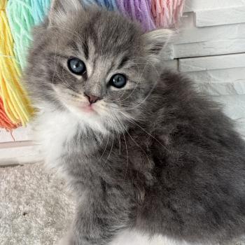 chaton Sibérien blue spotted tabby bicolor Bingo Chatterie des Nuits d'Or