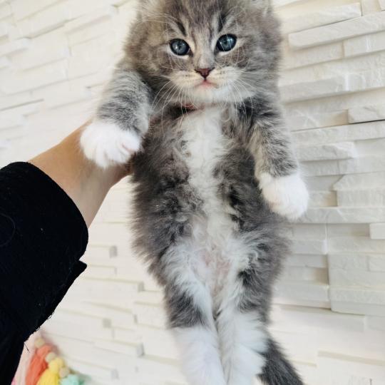 chaton Sibérien blue spotted tabby bicolor Bingo Chatterie des Nuits d'Or
