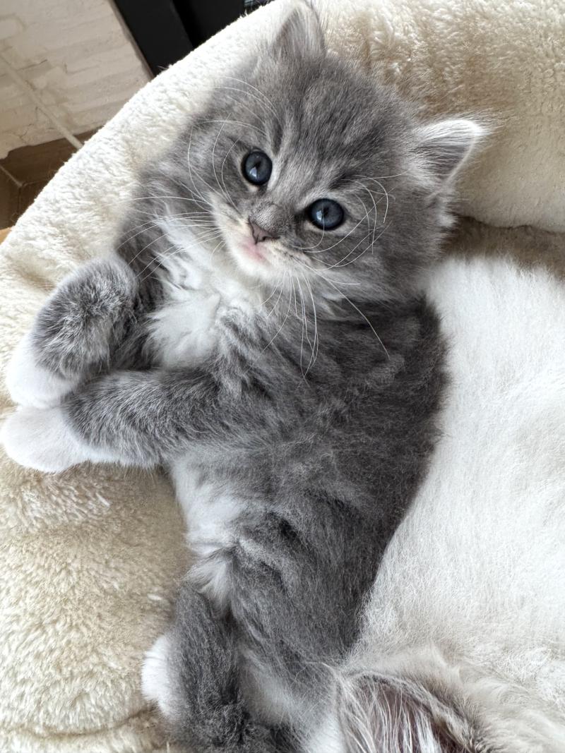 Bingo des Nuits d'Or Mâle Sibérien