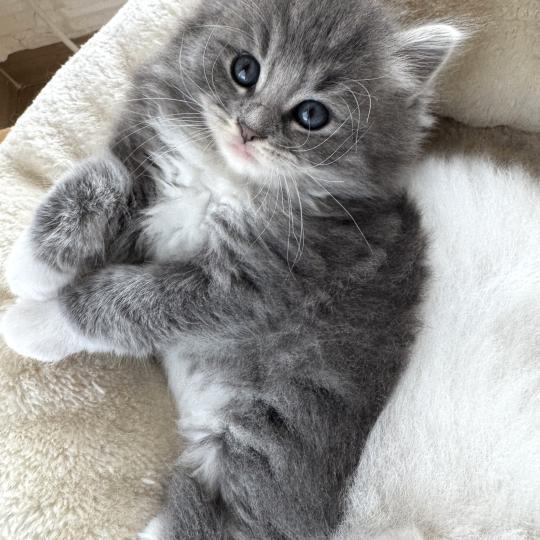 Bingo des Nuits d'Or Mâle Sibérien