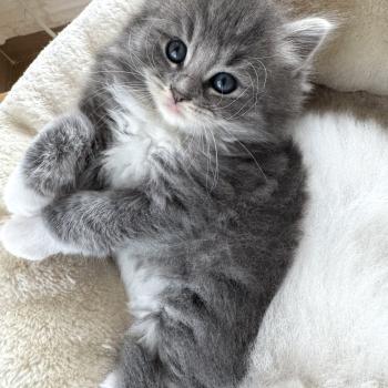 chaton Sibérien blue spotted tabby bicolor Bingo Chatterie des Nuits d'Or