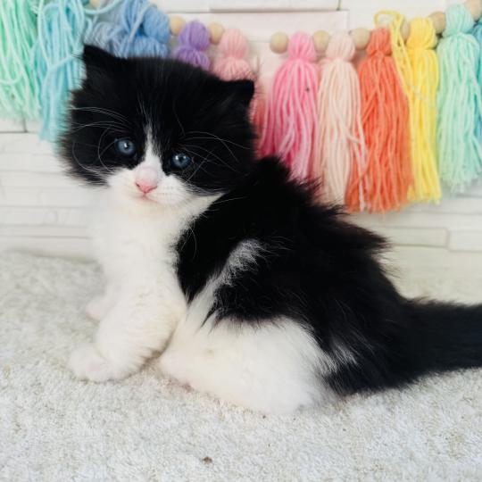 chaton Sibérien black bicolor Black & White Chatterie des Nuits d'Or