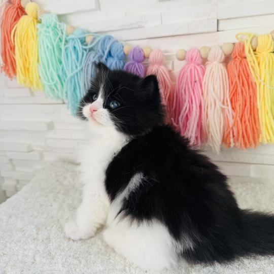 chaton Sibérien black bicolor Black & White Chatterie des Nuits d'Or