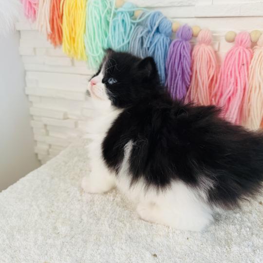 chaton Sibérien black bicolor Black & White Chatterie des Nuits d'Or