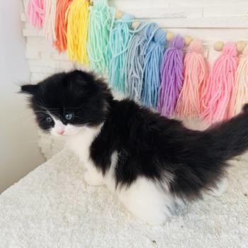 chaton Sibérien black bicolor Black & White Chatterie des Nuits d'Or