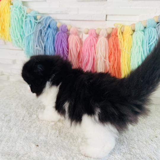 chaton Sibérien black bicolor Black & White Chatterie des Nuits d'Or