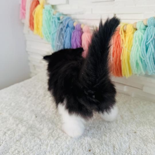 chaton Sibérien black bicolor Black & White Chatterie des Nuits d'Or