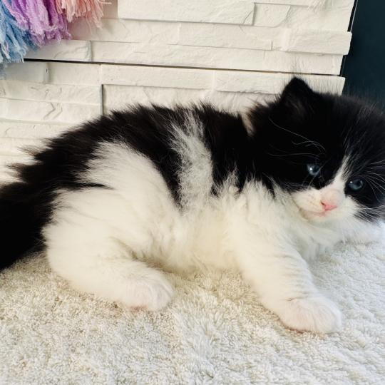 chaton Sibérien black bicolor Black & White Chatterie des Nuits d'Or