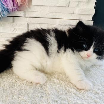 chaton Sibérien black bicolor Black & White Chatterie des Nuits d'Or