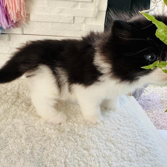 chaton Sibérien black bicolor Black & White Chatterie des Nuits d'Or
