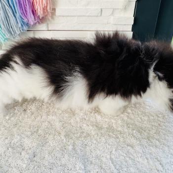 chaton Sibérien black bicolor Black & White Chatterie des Nuits d'Or