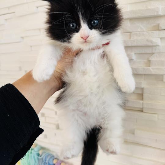 chaton Sibérien black bicolor Black & White Chatterie des Nuits d'Or