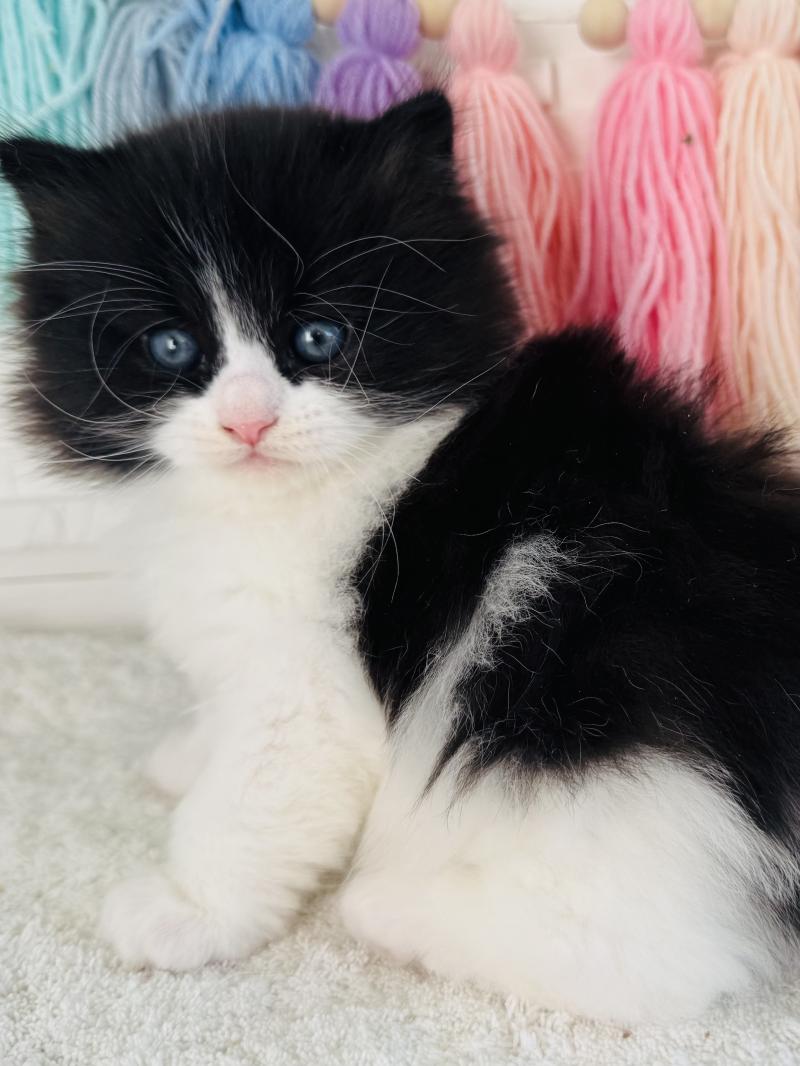 Black & White des Nuits d'Or Mâle Sibérien