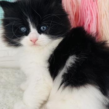 chaton Sibérien black bicolor Black & White Chatterie des Nuits d'Or