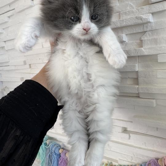 chaton Sibérien blue bicolor Bluey Chatterie des Nuits d'Or