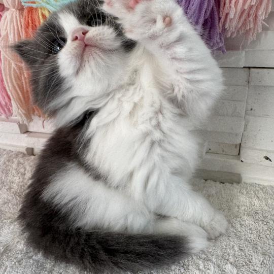 chaton Sibérien blue bicolor Bluey Chatterie des Nuits d'Or