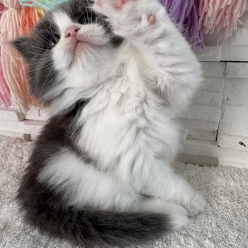 chaton Sibérien blue bicolor Bluey Chatterie des Nuits d'Or