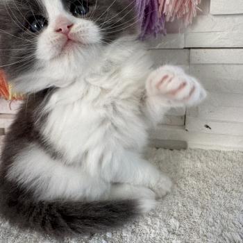 chaton Sibérien blue bicolor Bluey Chatterie des Nuits d'Or