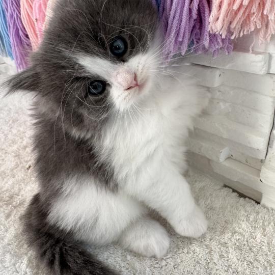 chaton Sibérien blue bicolor Bluey Chatterie des Nuits d'Or