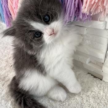 chaton Sibérien blue bicolor Bluey Chatterie des Nuits d'Or