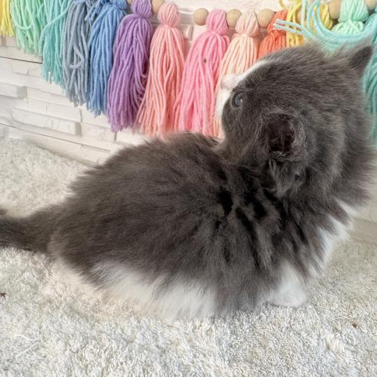 chaton Sibérien blue bicolor Bluey Chatterie des Nuits d'Or