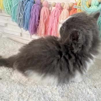 chaton Sibérien blue bicolor Bluey Chatterie des Nuits d'Or