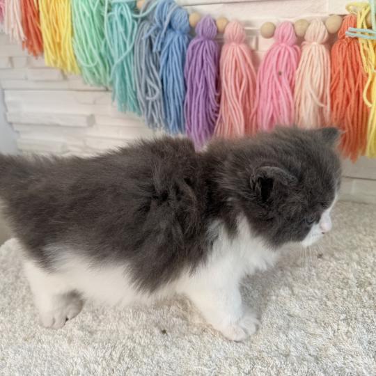 chaton Sibérien blue bicolor Bluey Chatterie des Nuits d'Or