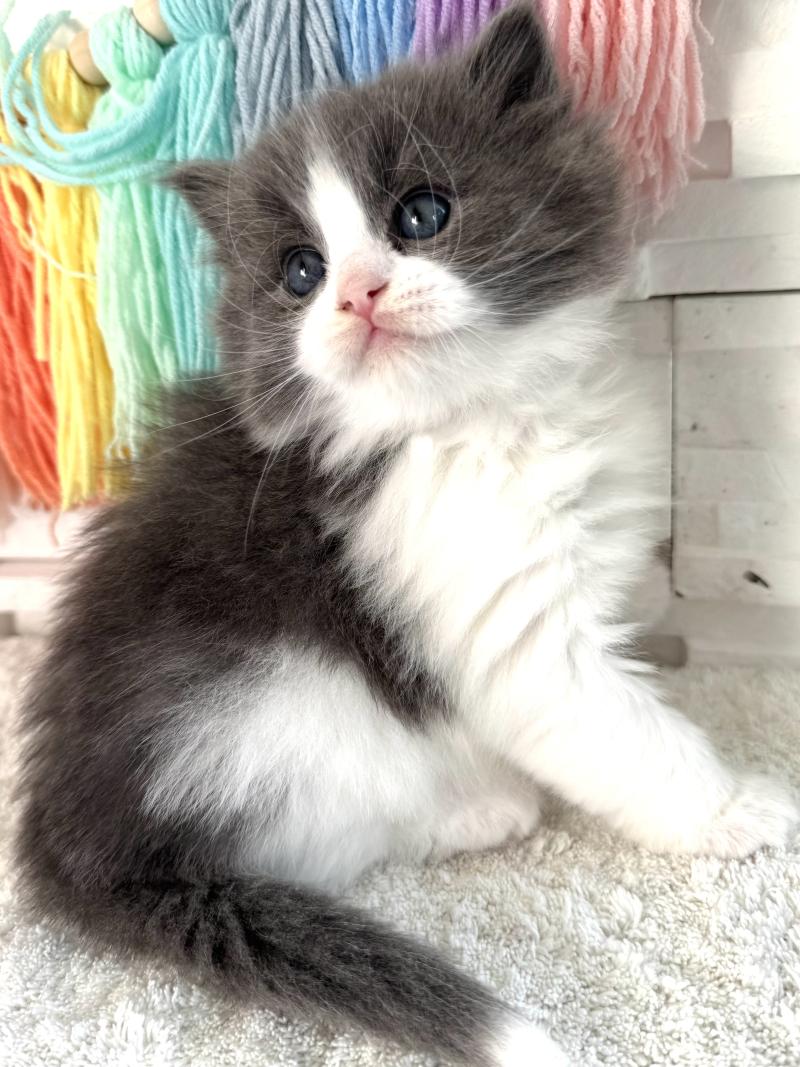 Bluey des Nuits d'Or Mâle Sibérien