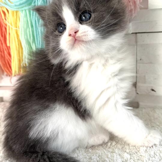 Bluey des Nuits d'Or Mâle Sibérien