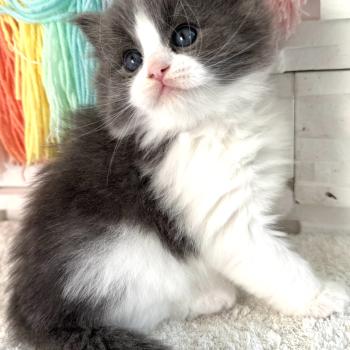 chaton Sibérien blue bicolor Bluey Chatterie des Nuits d'Or