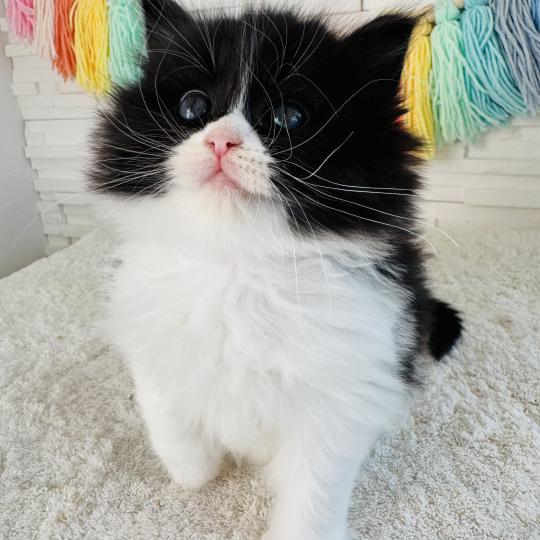 chaton Sibérien black bicolor Bounty Chatterie des Nuits d'Or