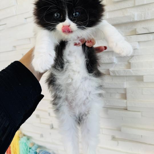 chaton Sibérien black bicolor Bounty Chatterie des Nuits d'Or