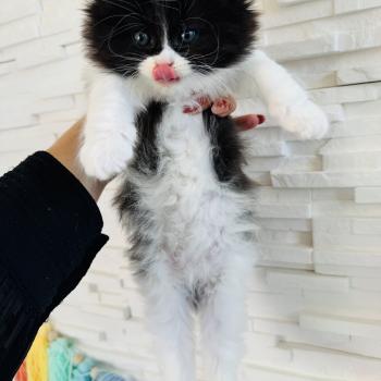 chaton Sibérien black bicolor Bounty Chatterie des Nuits d'Or