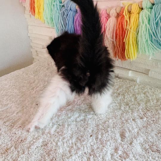 chaton Sibérien black bicolor Bounty Chatterie des Nuits d'Or