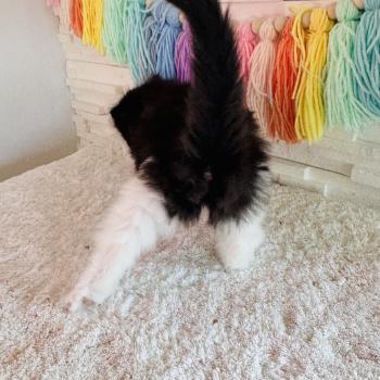 chaton Sibérien black bicolor Bounty Chatterie des Nuits d'Or