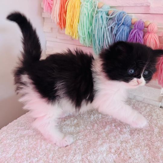 chaton Sibérien black bicolor Bounty Chatterie des Nuits d'Or