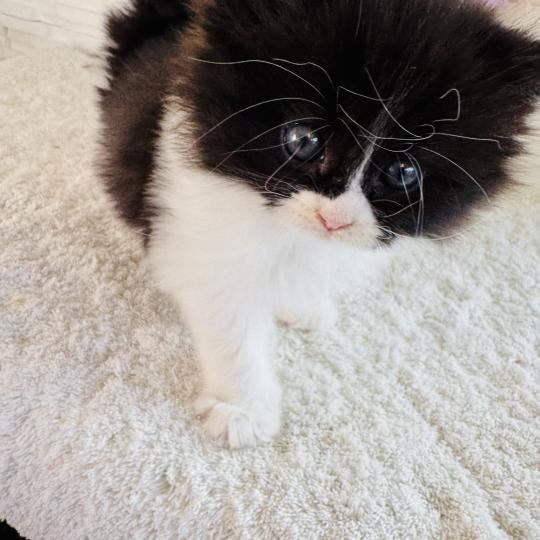 chaton Sibérien black bicolor Bounty Chatterie des Nuits d'Or