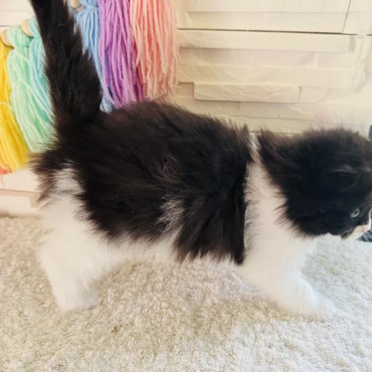 chaton Sibérien black bicolor Bounty Chatterie des Nuits d'Or