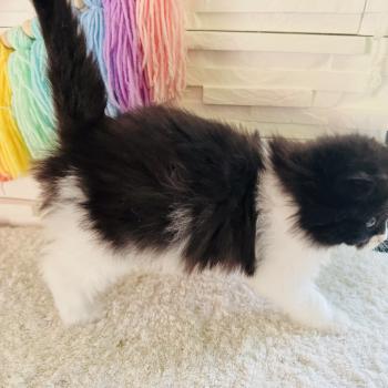 chaton Sibérien black bicolor Bounty Chatterie des Nuits d'Or