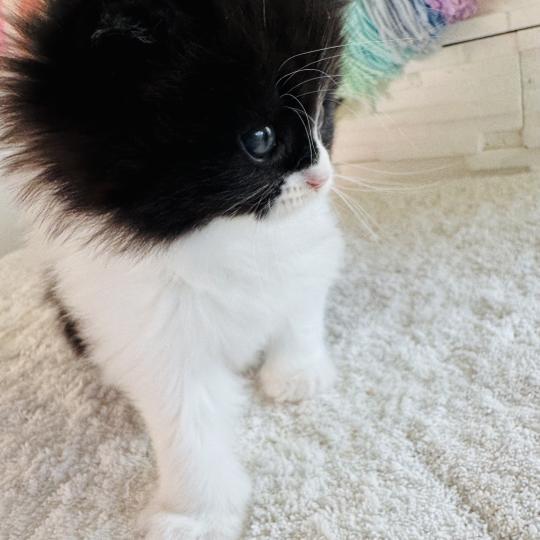 chaton Sibérien black bicolor Bounty Chatterie des Nuits d'Or