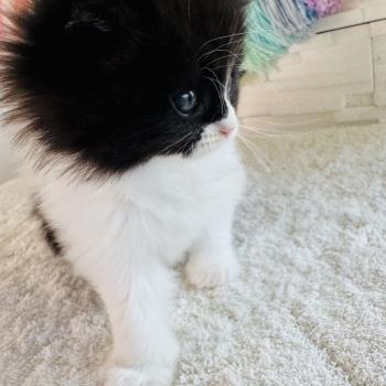 chaton Sibérien black bicolor Bounty Chatterie des Nuits d'Or