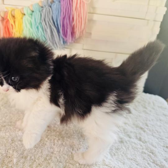 chaton Sibérien black bicolor Bounty Chatterie des Nuits d'Or