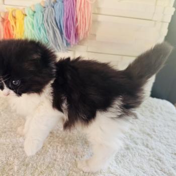 chaton Sibérien black bicolor Bounty Chatterie des Nuits d'Or