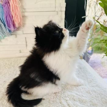 chaton Sibérien black bicolor Bounty Chatterie des Nuits d'Or