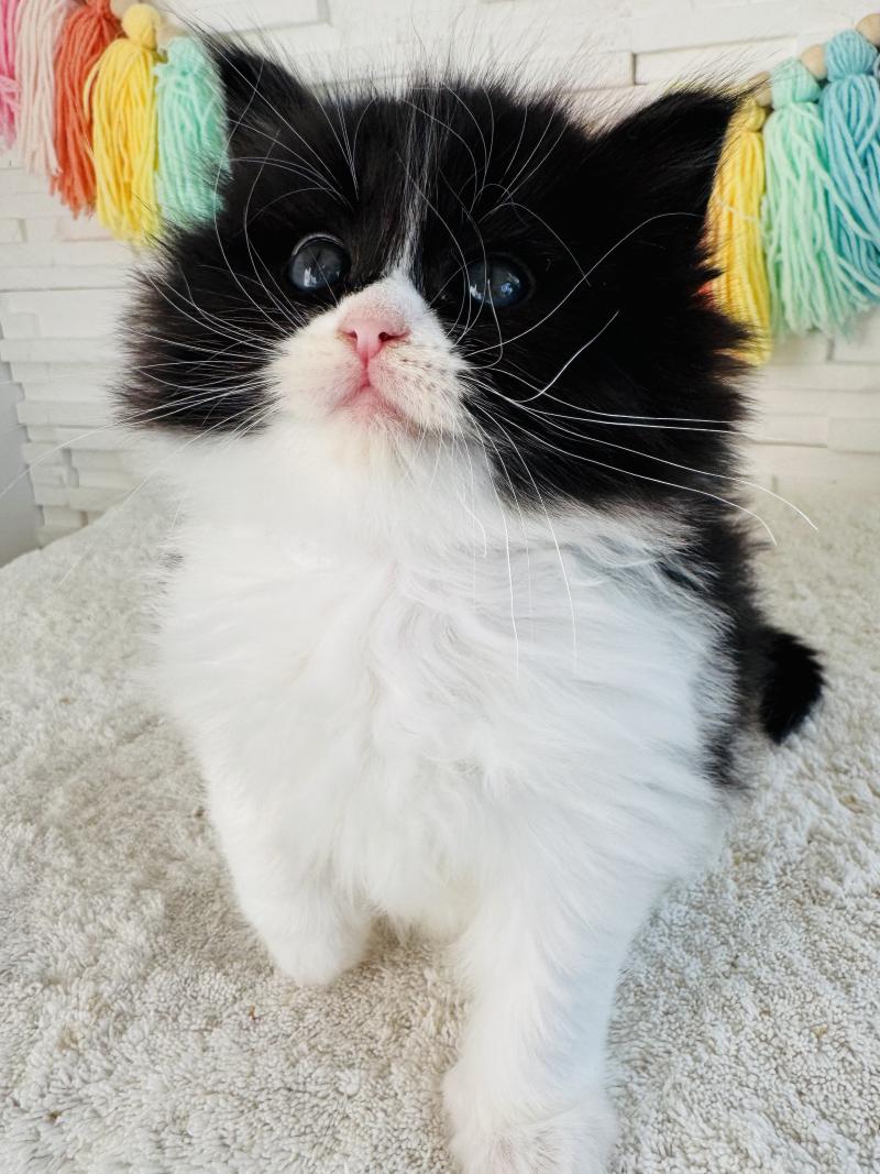 Bounty des Nuits d'Or Femelle Sibérien